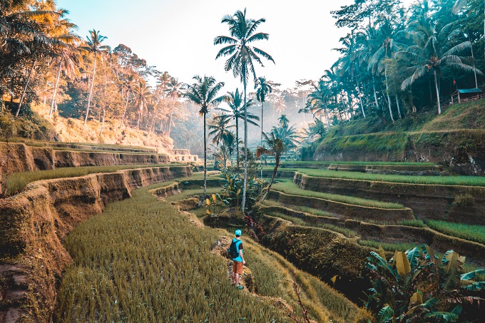 man in rice field